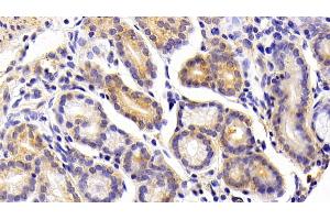 Detection of FGF21 in Porcine Stomach Tissue using Polyclonal Antibody to Fibroblast Growth Factor 21 (FGF21) (FGF21 抗体  (AA 28-208))