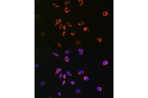 Immunofluorescence (IF) image for anti-BCL2-Associated X Protein (BAX) antibody (ABIN7265858)