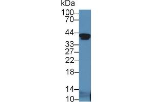 Western blot analysis of Mouse Serum, using Mouse IGFBP2 Antibody (5 µg/ml) and HRP-conjugated Goat Anti-Rabbit antibody ( (IGFBP2 抗体  (AA 24-305))