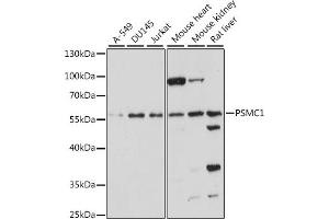 Western blot analysis of extracts of various cell lines, using PSMC1 antibody (ABIN7269584) at 1:1000 dilution. (PSMC1 抗体  (AA 77-440))