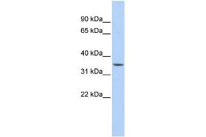WB Suggested Anti-C1orf116 Antibody Titration:  0. (C1orf116 抗体  (Middle Region))