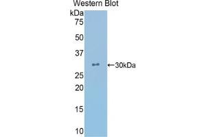 Detection of Recombinant CRYl1, Human using Polyclonal Antibody to Crystallin Lambda 1 (CRYl1) (CRYL1 抗体  (AA 24-232))