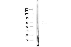 anti-gamma-aminobutyric Acid (GABA) A Receptor, alpha 2 (GABRA2) (N-Term) antibody