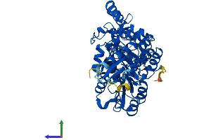 Protein Structure (PS) image for Kynureninase (L-Kynurenine Hydrolase) (KYNU) (AA 1-465) protein (His tag) (ABIN7548881)