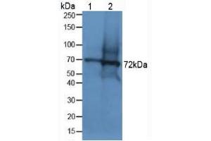 Western blot analysis of (1) Human Lung Tissue and (2) Mouse Testis Tissue. (Dystrophin 抗体  (AA 3048-3328))