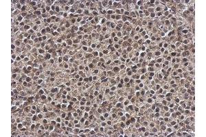 Image no. 1 for anti-Smg-7 Homolog, Nonsense Mediated mRNA Decay Factor (SMG7) (AA 719-1003) antibody (ABIN1501000) (SMG7 抗体  (AA 719-1003))