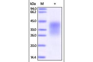 SDS-PAGE (SDS) image for Programmed Cell Death 1 (PDCD1) (AA 25-167) (Active) protein (His tag) (ABIN2181605)