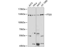 Western blot analysis of extracts of various cell lines, using FTSJ3 antibody (ABIN6131656, ABIN6140799, ABIN6140800 and ABIN6225346) at 1:1000 dilution. (FTSJ3 抗体  (AA 608-847))