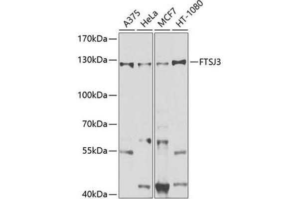 FTSJ3 抗体  (AA 608-847)