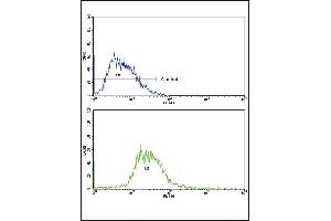 Flow cytometric analysis of HepG2 cells using GCG Antibody (N-term)(bottom histogram) compared to a negative control cell (top histogram). (Glucagon 抗体  (N-Term))