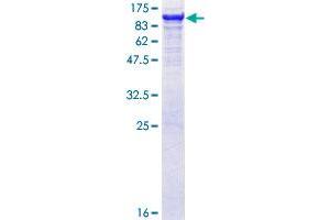 GBE1 Protein (AA 1-702) (GST tag)