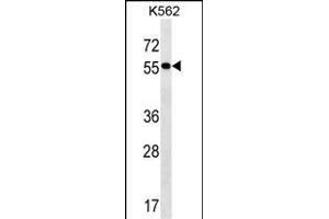 FRMD8 Antibody (N-term) (ABIN1539581 and ABIN2849771) western blot analysis in K562 cell line lysates (35 μg/lane). (FRMD8 抗体  (N-Term))