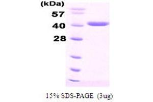 SDS-PAGE (SDS) image for DnaJ (Hsp40) Homolog, Subfamily B, Member 1 (DNAJB1) protein (His tag) (ABIN666691) (DNAJB1 Protein (His tag))