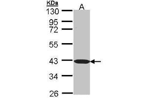 WB Image Sample (30 ug of whole cell lysate) A: Molt-4 , 10 % SDS PAGE antibody diluted at 1:1000 (BEND5 抗体)