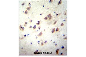GRIN3B Antibody (C-term) (ABIN656225 and ABIN2845542) immunohistochemistry analysis in formalin fixed and paraffin embedded human brain tissue followed by peroxidase conjugation of the secondary antibody and DAB staining. (GRIN3B 抗体  (C-Term))