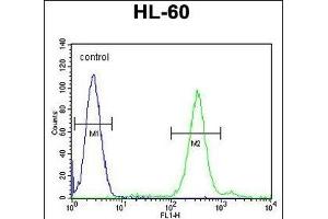 CNIH2 Antibody (N-term) (ABIN655476 and ABIN2844999) flow cytometric analysis of HL-60 cells (right histogram) compared to a negative control cell (left histogram).