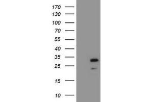 Image no. 1 for anti-Zinc Finger, AN1-Type Domain 5 (ZFAND5) antibody (ABIN1501813) (ZFAND5 抗体)