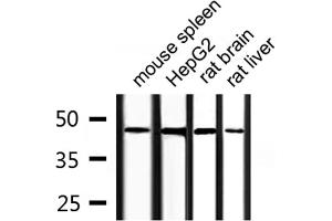 Western blot analysis of extracts from HepG2, mouse spleen, rat liver, rat brain, using COPS3 Antibody. (COPS3 抗体  (C-Term))