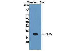 Western Blotting (WB) image for anti-Glycoprotein Ib (Platelet), beta Polypeptide (GP1BB) (AA 52-164) antibody (ABIN1859041) (GP1BB 抗体  (AA 52-164))