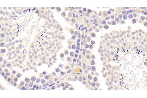 Detection of TIMP2 in Mouse Testis Tissue using Polyclonal Antibody to Tissue Inhibitors Of Metalloproteinase 2 (TIMP2) (TIMP2 抗体  (AA 27-220))