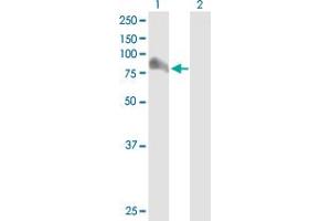 Western Blot analysis of ARHGAP26 expression in transfected 293T cell line by ARHGAP26 MaxPab polyclonal antibody. (GRAF 抗体  (AA 1-759))