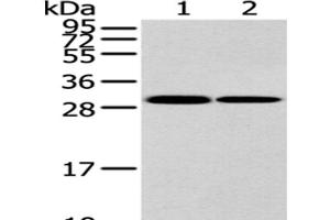 Western Blot analysis of K562 and 293T cell using HNRNPC Polyclonal Antibody at dilution of 1/200 (HNRNPC 抗体)