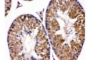 Anti- EDNRB Picoband antibody, IHC(P) IHC(P): Mouse Testis Tissue (EDNRB 抗体  (C-Term))