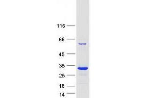 Western Blotting (WB) image for Polyamine Modulated Factor 1 (PMF1) protein (Myc-DYKDDDDK Tag) (ABIN2729207)