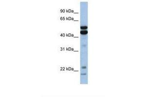 Image no. 1 for anti-Nuclear Factor, Interleukin 3 Regulated (NFIL3) (AA 254-303) antibody (ABIN6737641) (NFIL3 抗体  (AA 254-303))