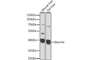 Western blot analysis of extracts of C2C12 cells, using Desmin antibody  at 1:400 dilution. (Desmin 抗体  (AA 1-200))
