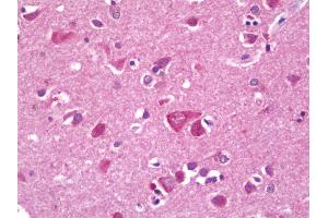 Anti-RPL38 / L38 antibody IHC staining of human brain, cortex. (RPL38 抗体  (FITC))
