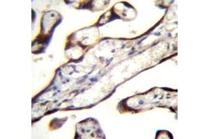 GDF15 antibody immunohistochemistry analysis in formalin fixed and paraffin embedded human placenta tissue. (GDF15 抗体  (AA 51-79))