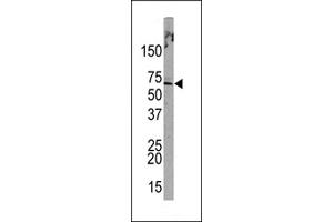 Western blot analysis of anti-L Sumoylation Site Antibody (Cat. (PML 抗体  (Sumoylation Site))