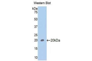 Western Blotting (WB) image for anti-Glycoprotein VI (Platelet) (GP6) (AA 86-231) antibody (ABIN1175188) (GP6 抗体  (AA 86-231))