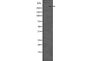 Western blot analysis of Lrp2 / Megalin using COLO205 whole cell lysates (LRP2 抗体  (Internal Region))