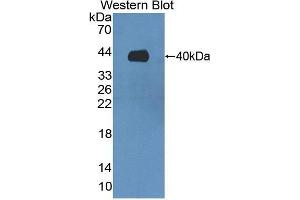 Western Blotting (WB) image for anti-V-Set Domain Containing T Cell Activation Inhibitor 1 (VTCN1) (AA 153-241) antibody (ABIN1860948) (VTCN1 抗体  (AA 153-241))