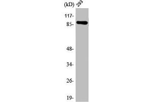 Western Blot analysis of 293 cells using ARHGEF19 Polyclonal Antibody (ARHGEF19 抗体  (Internal Region))