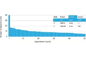 Analysis of Protein Array containing more than 19,000 full-length human proteins using RET Mouse Monoclonal Antibody (RET/2795). (Ret Proto-Oncogene 抗体  (AA 702-848))