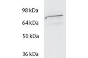ABIN570717 (2µg/ml) staining of HeLa lysate (35µg protein in RIPA buffer). (Spartin (SPART) (Internal Region) 抗体)