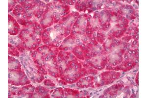 Anti-NOV / CCN3 antibody IHC of human pancreas. (NOV 抗体)