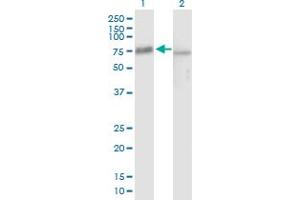 Western Blot analysis of PES1 expression in transfected 293T cell line by PES1 MaxPab polyclonal antibody. (PES1 抗体  (AA 1-588))
