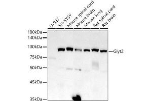 Western blot analysis of extracts of various cell lines, using Glyt2 antibody (ABIN7270475) at 1:1000 dilution. (SLC6A5 抗体)
