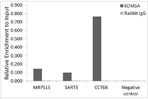 Chromatin immunoprecipitation analysis of extracts of HCT116 cells, using KDM5A antibody (ABIN6131816, ABIN6142800, ABIN6142801 and ABIN6223074) and rabbit IgG. (KDM5A 抗体)