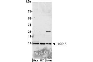 anti-HIG1 Hypoxia Inducible Domain Family, Member 1A (HIGD1A) (AA 1-50) antibody