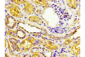 IHC image of ABIN7151941 diluted at 1:300 and staining in paraffin-embedded human kidney tissue performed on a Leica BondTM system. (EPSTI1 抗体  (AA 12-56))