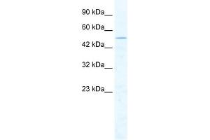 WB Suggested Anti-CHD1L Antibody Titration:  2. (CHD1L 抗体  (Middle Region))