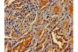IHC image of ABIN7159465 diluted at 1:400 and staining in paraffin-embedded human kidney tissue performed on a Leica BondTM system. (OMA1 抗体  (AA 22-194))