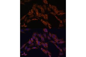 Immunofluorescence analysis of C6 cells using ENOX2 antibody (ABIN6129374, ABIN6140176, ABIN6140178 and ABIN6222855) at dilution of 1:100. (ENOX2 抗体  (AA 411-610))