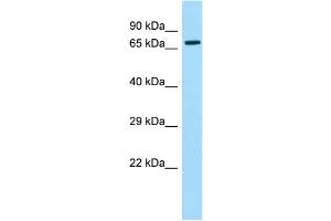 Western Blotting (WB) image for anti-Moesin (MSN) (C-Term) antibody (ABIN2789339) (Moesin 抗体  (C-Term))