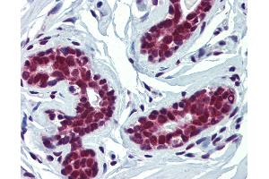 Anti-FUBP3 / FBP3 antibody IHC of human breast. (FUBP3 抗体  (AA 503-552))
